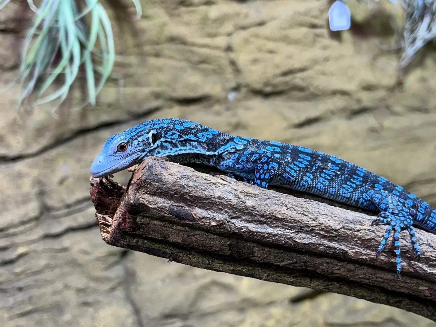 Blue tree monitor for sale hot sale